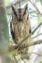 Indian Scops Owl-9213